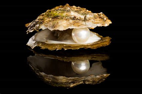 Royalty Free Pearl Oyster Pictures, Images and Stock Photos - iStock