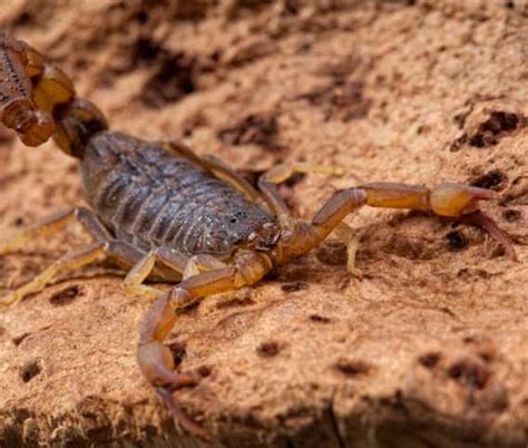 scorpion habitat | Bug Guardian Pest Prevention