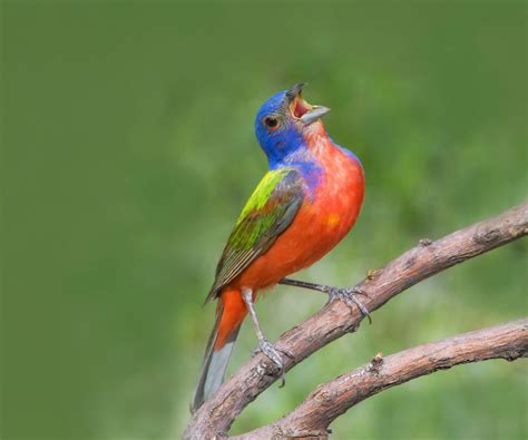 6 Beautiful Bunting Birds You Should Know - Birds and Blooms