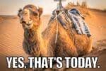 30 Hump Day Memes To Help You Laugh Thru Wednesday