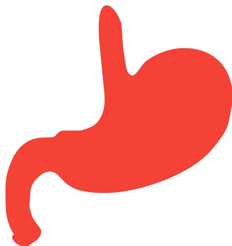 SVG > intern System Organ Anatomie - Kostenloses SVG-Bild & Symbol. | SVG Silh