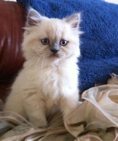 My Blue-Point Himalayan kitten, Gabby :) | Himalayan kitten, Pretty cats, Cute cats