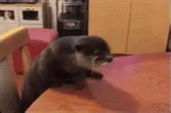 Otter GIF - Otter - Discover & Share GIFs