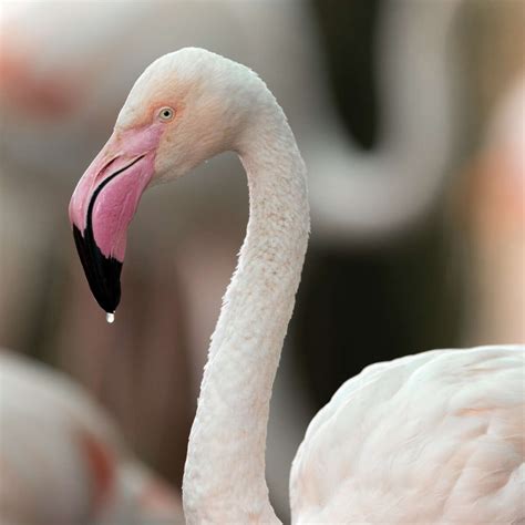 Greater Flamingo