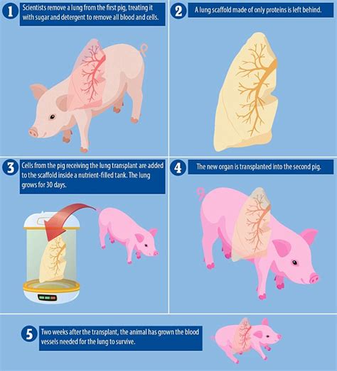 Scientists successfully created a new lung for a pig using the animal's OWN cells | Daily Mail ...