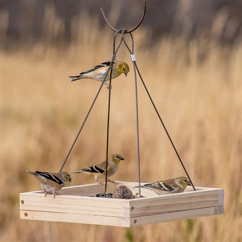 Popsicle Stick Bird Feeders: The Ultimate Guide to Creating Fun and Easy DIY Feeders ...