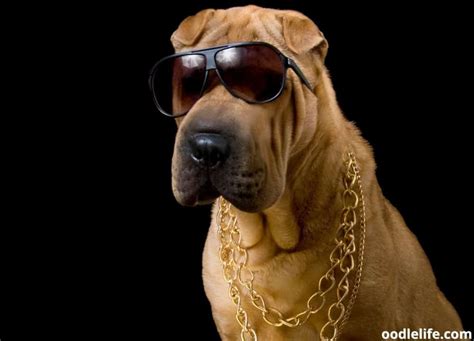 55 Actually Good Gangster Dog Names - Oodle Life