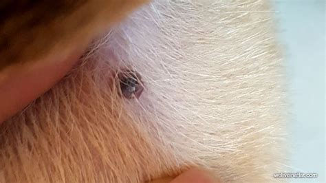 A black lump on the dog, and it's not a tick - What is Viral Papilloma | Can dogs eat, Dogs, Ear ...