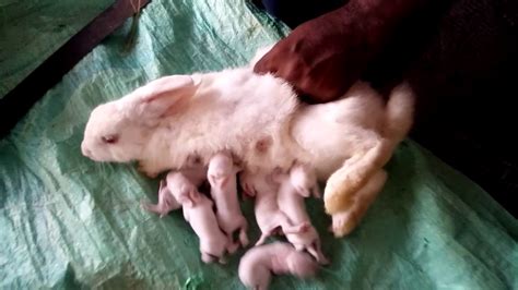 How To Bottle Feed A Baby Bunny : See full list on wikihow.com ...