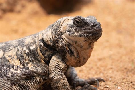 Western Chuckwalla | Saint Louis Zoo