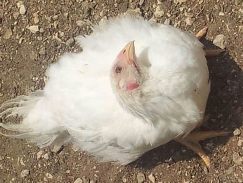 Newcastle Disease in poultry - Layer Resources