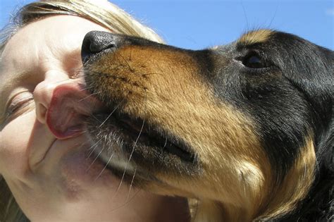 People Kissing Dogs Open Mouth