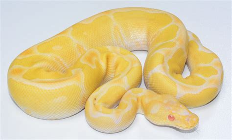 Albino Clown 66% VPI. – ball pythons