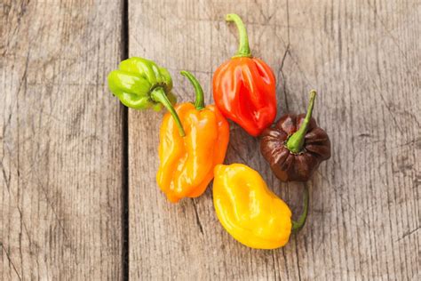 Habanero Pepper: Spicy, Flavorful & Versatile Hot Chili Pepper