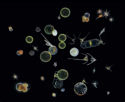 Magnificent microscopic creatures of the seas