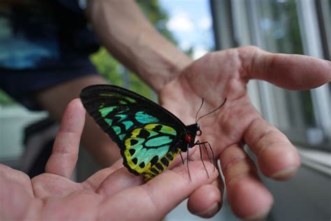 Green Birdwing Butterfly (Ornithoptera priamus) | Wildlife, Butterfly ...