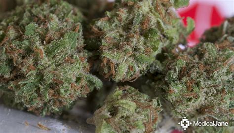 Kyle Kushman's Strawberry Cough Marijuana Strain (Review)