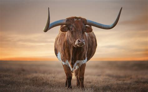 Texas Longhorn Zoom Background