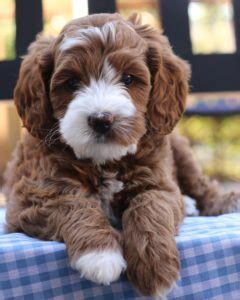 Meet "Landry": Red & White Australian Labradoodle | Mountain Park Labradoodle | Labradoodle ...