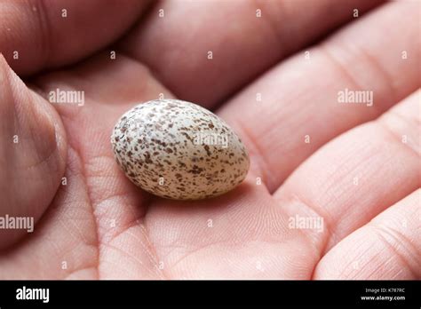 Man holding Northern cardinal bird egg (Cardinalis cardinalis) - USA ...