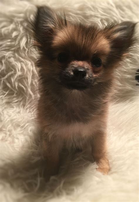 Chihuahua Shih Tzu Mix Puppy