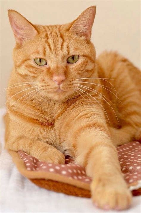 orange cat breeds male - Great Stuff Memoir Pictures Library