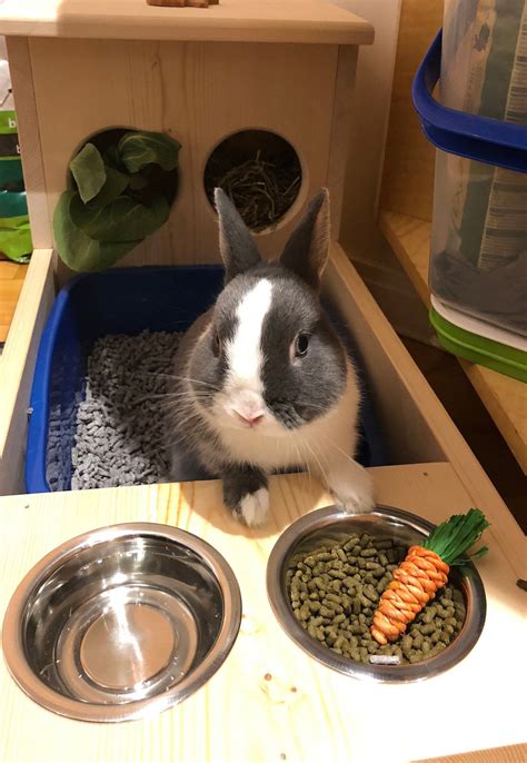 Rabbit Hay Feeder With Litter Box Food and Water Bowls | Etsy Rabbit Cages, Rabbit Feeder ...