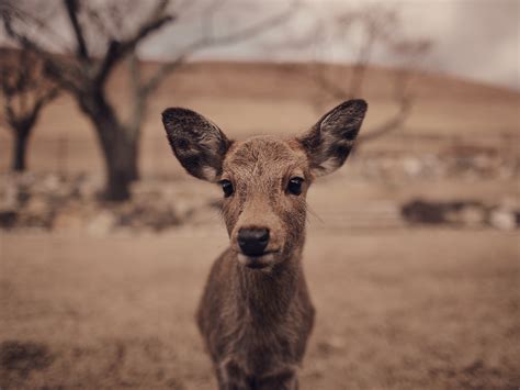 The sacred deer of Nara, Japan, photographed by Houston editorial and ...