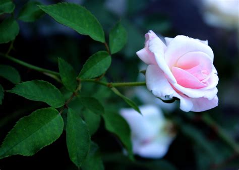 Baby Pink Rose 2 Free Stock Photo - Public Domain Pictures