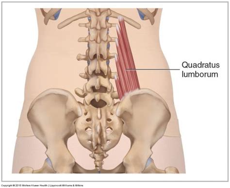 Muscles of the Lumbar Spine of the Trunk