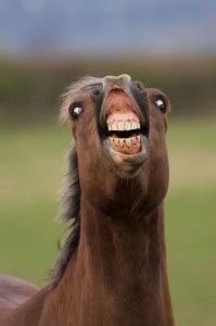 Create meme "Fat horse (Fat horse , fat horse , look at my horse )" - Pictures - Meme-arsenal.com