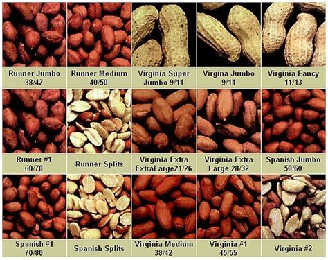 Peanut Specifications and Grade Chart | Peanut, Chart, Seeds