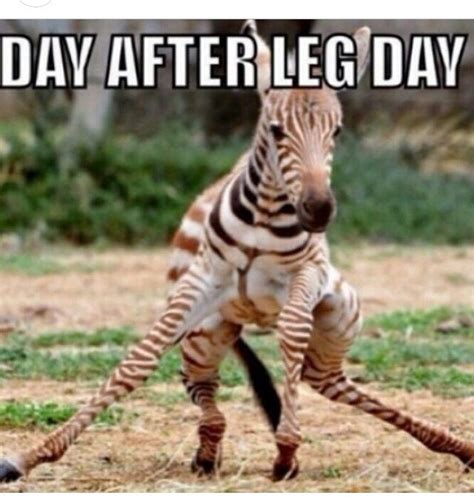 Leg Day Quotes. QuotesGram