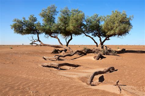 Tamarisk trees (Tamarix articulata) in the desert. | Rosa Frei - Photography