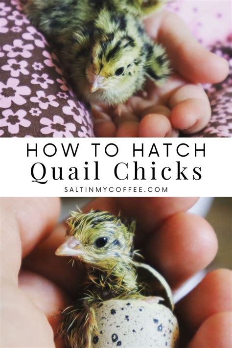 Hatching Quail Eggs in 2021 | Quail eggs, Quail, Raising quail