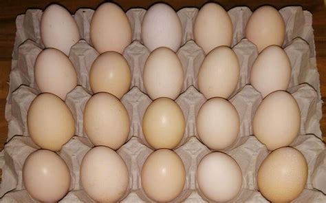 Silkie Chickens Eggs