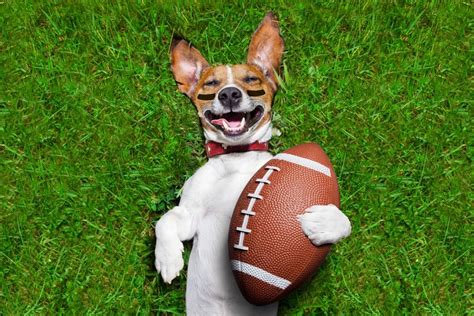 Who Are College Sports' Biggest Stars? Their Dog Mascots, of Course!