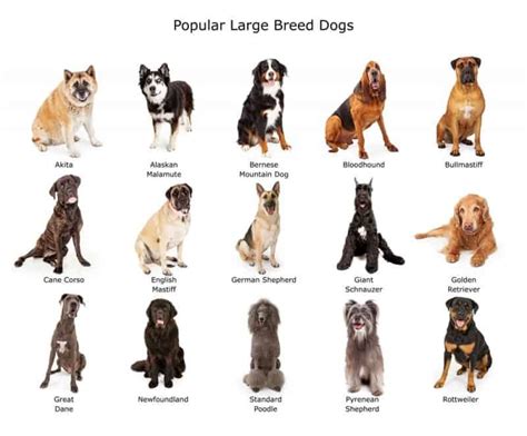 The 13 Best Large Breed Dog Foods [ 2020 ] | Big dog breeds, Large dog breeds, Dog breeds