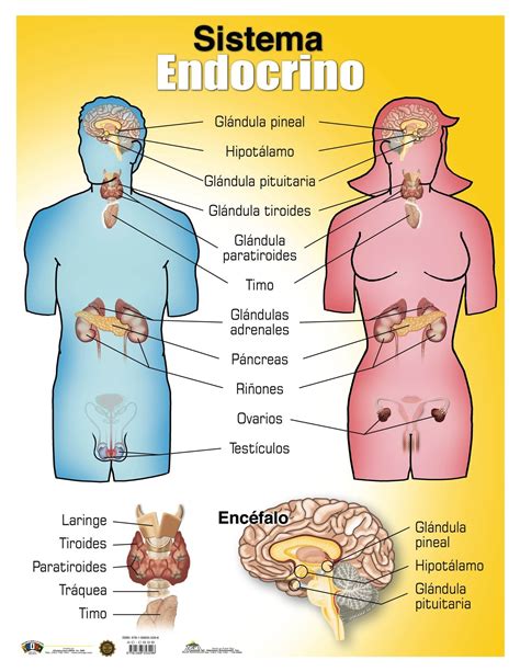 AC-C838 Sistema Endocrino | Sistema endocrino, Sistemas corporales, Sistema del cuerpo humano