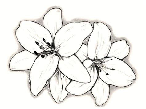 Orchid Flower Drawing | Free download on ClipArtMag