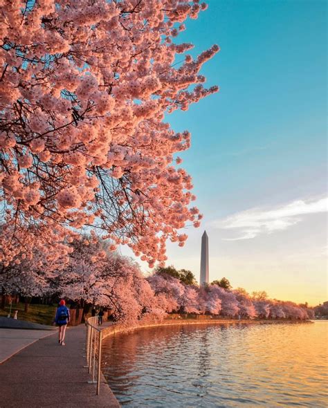 Dc Cherry Blossom Festival 2024 - Willi Corinne