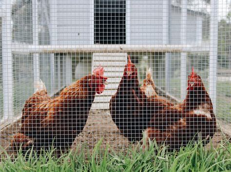 6 Best Option for a Chicken Coop Floor - Organize With Sandy