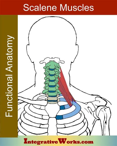 Scalene Muscles - Functional Anatomy - Integrative Works