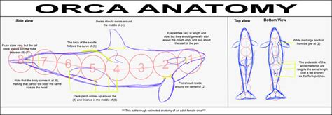 Orca Anatomy by SkyebobPiepants on DeviantArt