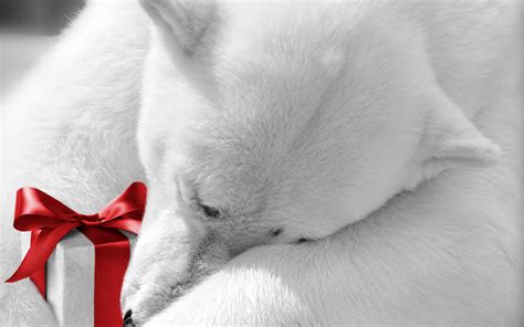 🔥 [90+] Christmas Polar Bear Wallpapers | WallpaperSafari