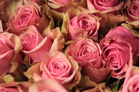 26 Ecuadorian Roses Varieties to Watch in the upcoming wedding season