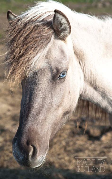 Ms. blue eyes.... Icelandic horse. | Horses, Rare horses, Rare horse breeds