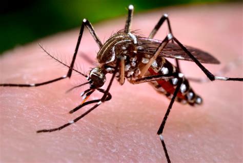 Vietnam reports 367,729 dengue cases in 2022 - Outbreak News Today - TrendRadars