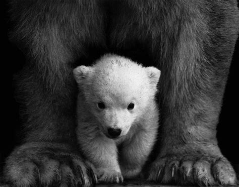 Bear Cub · Free Stock Photo