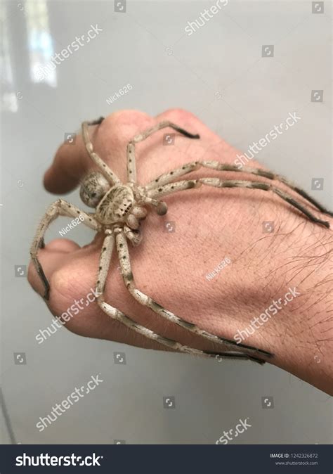 Giant Australian Huntsman Spider